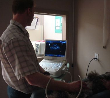 Dr. Boughner performing an ultrasound on a miniature schnauzer.
